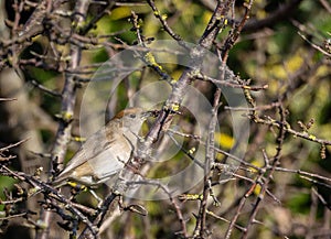 Different birds in these winter days