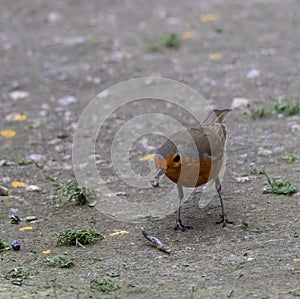 Different birds in these winter days