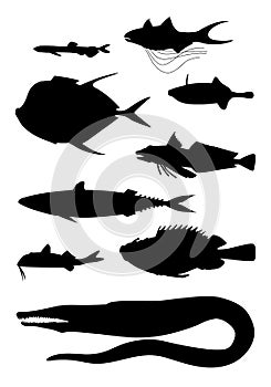 Different body shapes of fish. Black silhouette vector illustratuin collection.