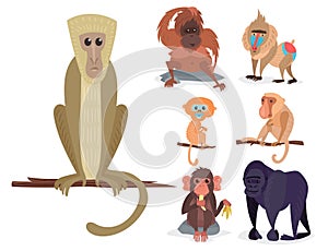 Different breads monkey character animal wild zoo ape chimpanzee vector illustration.