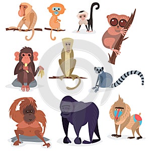 Different breads monkey character animal wild zoo ape chimpanzee vector illustration.