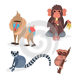 Different breads monkey character animal wild zoo ape chimpanzee vector illustration.