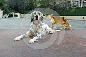 Dogs playing in the park