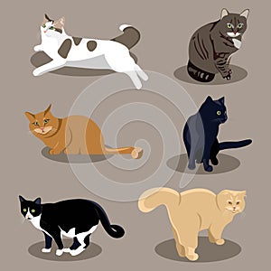 Different breeds of cats in different poses