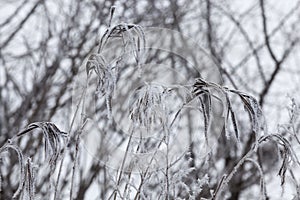 different breeds of deciduous trees without foliage