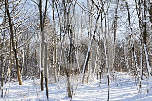 different breeds of deciduous trees without foliage