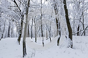 different breeds of deciduous trees without foliage