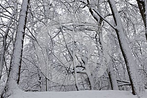 different breeds of deciduous trees without foliage