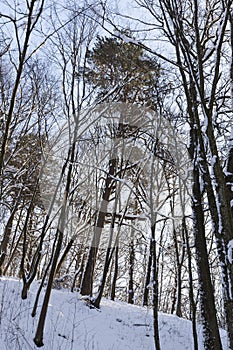 different breeds of deciduous trees without foliage