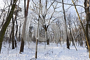 different breeds of deciduous trees without foliage