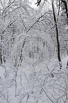 different breeds of deciduous trees without foliage