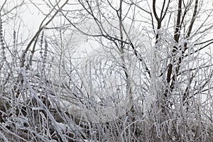 different breeds of deciduous trees without foliage