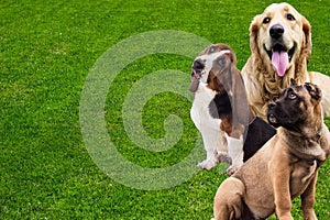 Different breeds of dogs on green grass background