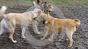 Different breeds of dogs playing in the kennel yard