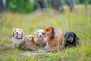 Different breeds of dogs are sitting in line on nature background. Cute pets are walking.