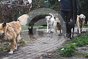 different breeds of dogs walking with a woman at the shelter in winter