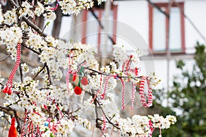 Different Bulgarian Martenitsa signs on the blossoming tree photo