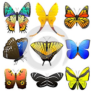 Different butterfly with abstract decorative pattern graphic summer free fly present silhouette and beauty nature spring