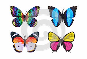 Different butterfly colorful isolated white background.