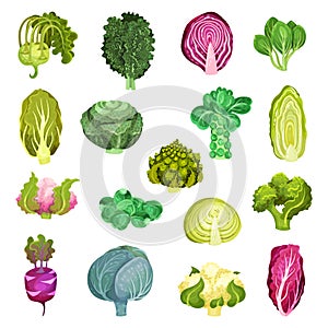 Different Cabbage with Broccoli and Pak Choi Big Vector Set