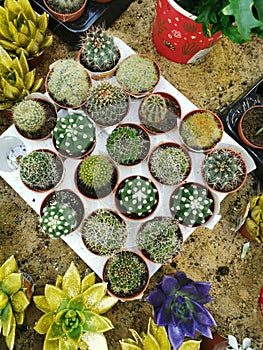 Different cacti in pots on the sand.Succulents . Small cacti photo
