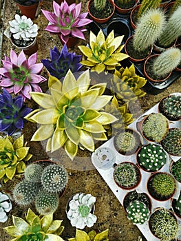 Different cacti in pots on the sand.Succulents . Small cacti photo