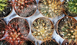 Different cacti on sale in the store, cacti of different sizes, different colors