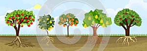 Different cartoon fruit trees with ripe fruits and green crown in garden. Plants showing root structure below ground level