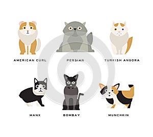 Different Cat Breed with American Curl, Persian, Turkish Angora, Manx, Bombay and Munchkin Vector Set