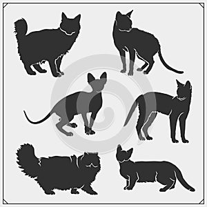 Different cat breeds collection. Silhouettes of beautiful and cute pets.