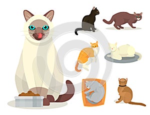 Different cat breeds cute kitty pet cartoon cute animal cattish character set catlike illustration photo