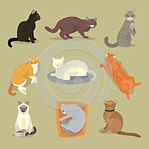 Different cat breeds cute kitty pet cartoon cute animal cattish character set catlike illustration