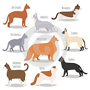 Different cat breeds cute kitty pet cartoon cute animal character set illustration