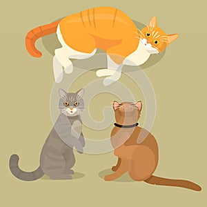 Different cat cute kitty pet cartoon cute animal cattish character set catlike illustration photo