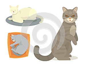 Different cat cute kitty pet cartoon cute animal cattish character set catlike illustration photo