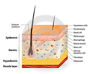 Different cell types populating the skin