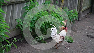 Different chickens wander at green bushes and grey fence