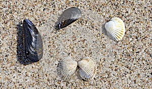 Different clam-shells
