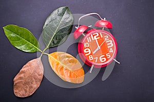 Different color and age of leaves of the jackfruit tree leaves f