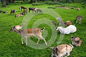 Different color Deer family resting on green grass in a park