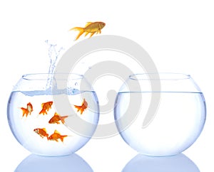 Different color goldfish jumping