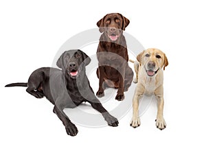 Different Color Labrador Retriever Dogs photo