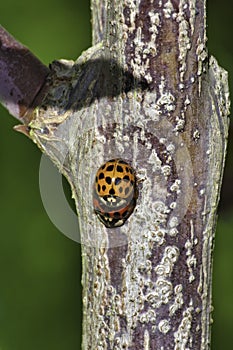 Different color ladybugs on a tree branch mating.