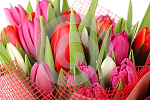 Different color tulip flowers