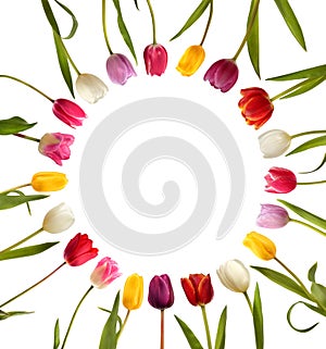 Different color tulips in the form of circle