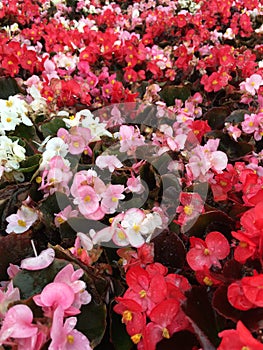 Different colored begonias