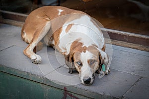 Different colored eyes dog lies on the ground