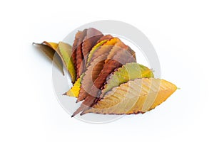 Different colored fall leaves. Set of olorful leaves isolated on white background. Autumn beautiful green, yellow, red and orange