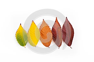 Different colored fall leaves. Set of olorful leaves isolated on white background. Autumn beautiful green, yellow, red and orange