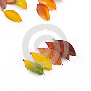 Different colored fall leaves. Set of olorful leaves isolated on white background. Autumn beautiful green, yellow, red and orange